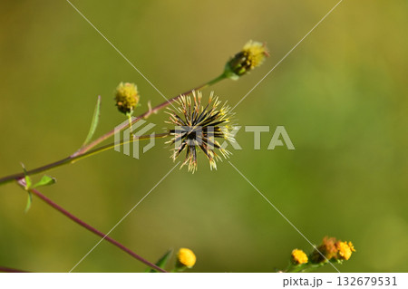 センダングサ/ひっつき虫(genus Bidens) 荒地 売地 センダングサ/ひっつき虫(genus Bidens) 荒地 売地 132679531