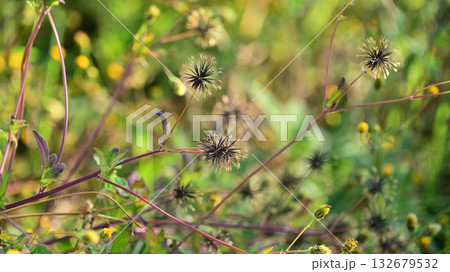 センダングサ/ひっつき虫(genus Bidens) 荒地 売地 センダングサ/ひっつき虫(genus Bidens) 荒地 売地 132679532