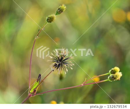 センダングサ/ひっつき虫(genus Bidens) 荒地 売地 センダングサ/ひっつき虫(genus Bidens) 荒地 売地 132679534