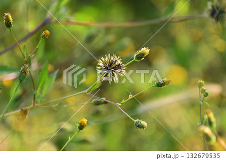 センダングサ/ひっつき虫(genus Bidens) 荒地 売地 センダングサ/ひっつき虫(genus Bidens) 荒地 売地 132679535