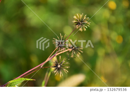 センダングサ／ひっつき虫(genus Bidens)　荒地　売地 132679536