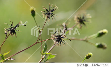 センダングサ/ひっつき虫(genus Bidens) 荒地 売地 センダングサ/ひっつき虫(genus Bidens) 荒地 売地 132679538