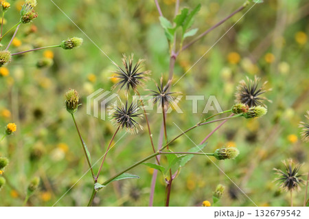 センダングサ／ひっつき虫(genus Bidens)　荒地　売地 132679542