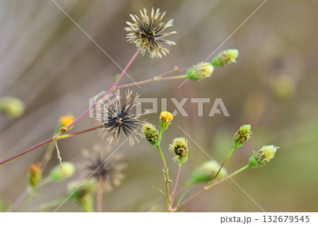 センダングサ／ひっつき虫(genus Bidens)　荒地　売地 132679545