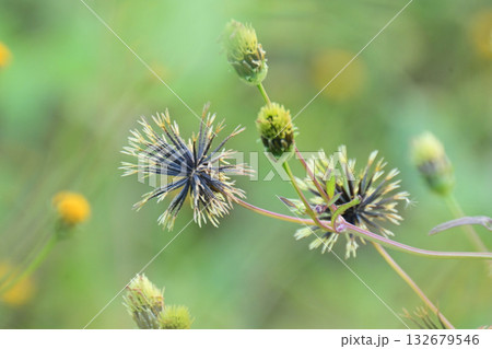 センダングサ/ひっつき虫(genus Bidens) 荒地 売地 センダングサ/ひっつき虫(genus Bidens) 荒地 売地 132679546