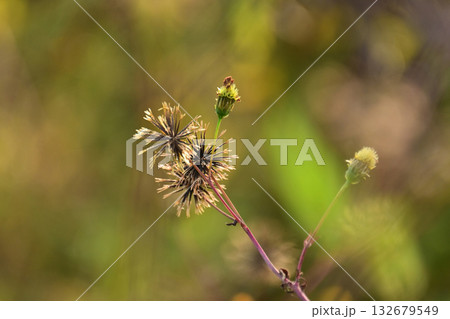 センダングサ/ひっつき虫(genus Bidens) 荒地 売地 センダングサ/ひっつき虫(genus Bidens) 荒地 売地 132679549