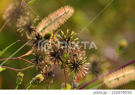 センダングサ/ひっつき虫(genus Bidens) 荒地 売地 センダングサ/ひっつき虫(genus Bidens) 荒地 売地 132679550