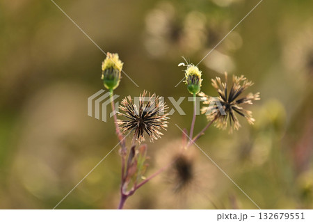 センダングサ/ひっつき虫(genus Bidens) 荒地 売地 センダングサ/ひっつき虫(genus Bidens) 荒地 売地 132679551