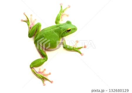 壁にはりつくシュレーゲルアオガエル(メス) 壁にはりつくシュレーゲルアオガエル(メス) 132680129