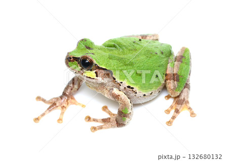 ヒガシニホンアマガエル 132680132