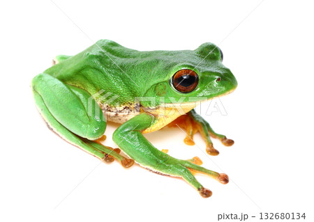 モリアオガエル(オス) モリアオガエル(オス) 132680134