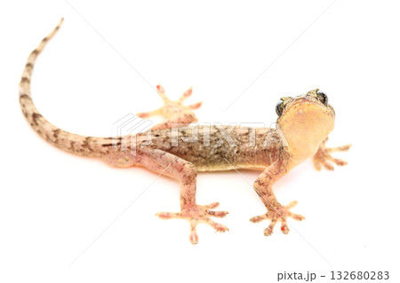 見上げるニホンヤモリ 132680283