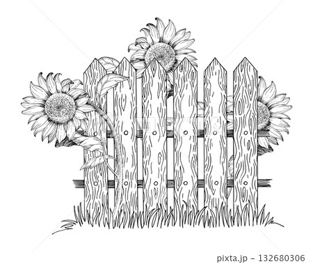 Sunflowers growing near the fence. Vector ink styled handmade illustration. For packaging design, cards, cover, prints, product labels and fabric. Sunflowers growing near the fence. Vector ink styled handmade illustration. For packaging design, cards, cover, prints, product labels and fabric. 132680306