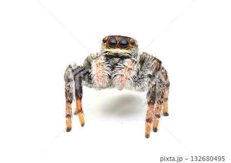 前から見たネコハエトリ 132680495