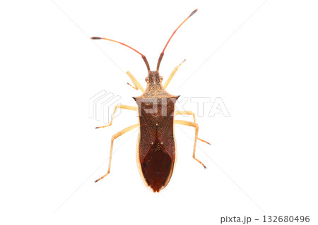 上から見たホソハリカメムシ 132680496