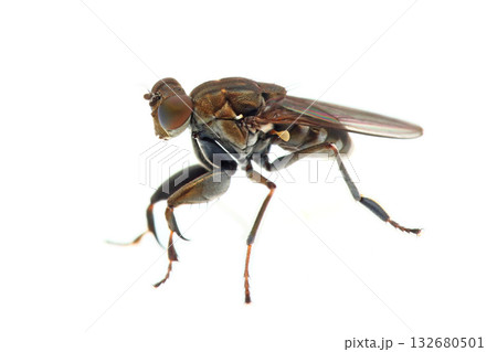 ミナミカマバエ ミナミカマバエ 132680501