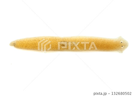 上から見たナミウズムシ（プラナリア） 132680502