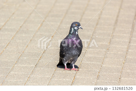 A pigeon is sitting on the road. Wild pigeons, or street pigeons, are descendants A pigeon is sitting on the road. Wild pigeons, or street pigeons, are descendants 132681520