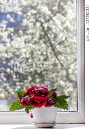 the red gloxinia flower on the window. It's spring outside the red gloxinia flower on the window. It's spring outside 132681524