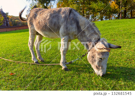 Donkey Grazing in Carpathians Ukraine 132681545