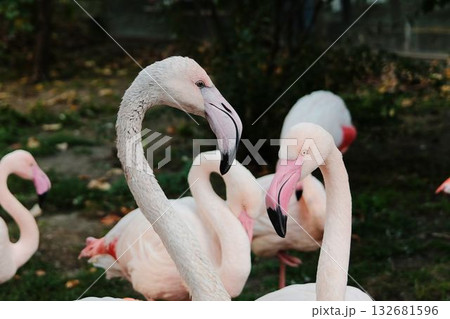 Group of elegant pink flamingos standing and resting on one leg at Belgrade Zoo. Peaceful autumn atmosphere and natural beauty Group of elegant pink flamingos standing and resting on one leg at Belgrade Zoo. Peaceful autumn atmosphere and natural beauty 132681596