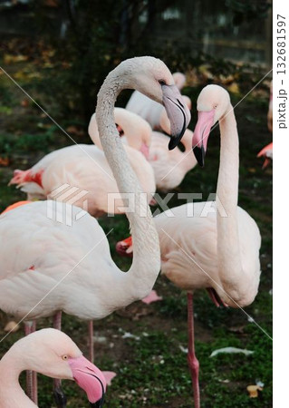 Group of elegant pink flamingos standing and resting on one leg at Belgrade Zoo. Peaceful autumn atmosphere and natural beauty 132681597