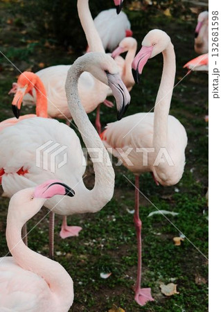 Group of elegant pink flamingos standing and resting on one leg at Belgrade Zoo. Peaceful autumn atmosphere and natural beauty Group of elegant pink flamingos standing and resting on one leg at Belgrade Zoo. Peaceful autumn atmosphere and natural beauty 132681598
