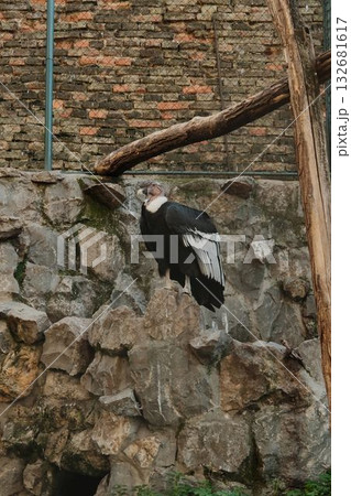 Majestic black and white bird perched on rocks inside enclosure at Belgrade Zoo. Dramatic and strong presence 132681617