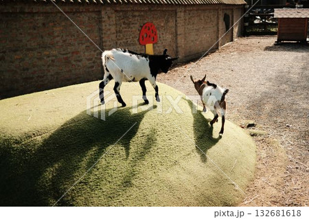 Two goats climbing and exploring a small green hill under warm sunlight at Belgrade Zoo. Playful farm animals in natural setting 132681618