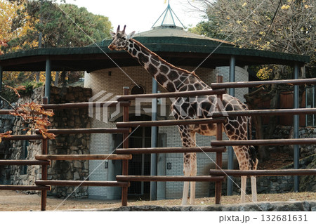 Tall giraffe standing beside its enclosure and building at Belgrade Zoo in autumn. Elegant animal in natural light Tall giraffe standing beside its enclosure and building at Belgrade Zoo in autumn. Elegant animal in natural light 132681631