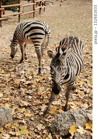 Two zebras eating grass among dry leaves in the open enclosure of Belgrade Zoo during autumn. Warm and natural atmosphere 132681635