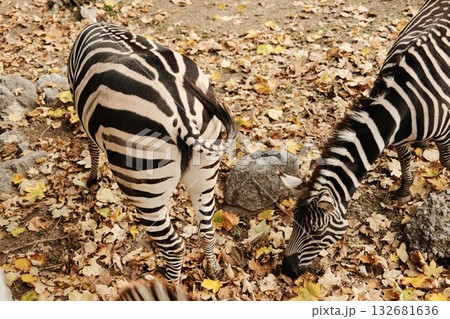 Two zebras grazing together on dry leaves in an open enclosure at Belgrade Zoo during autumn. Calm and natural setting Two zebras grazing together on dry leaves in an open enclosure at Belgrade Zoo during autumn. Calm and natural setting 132681636