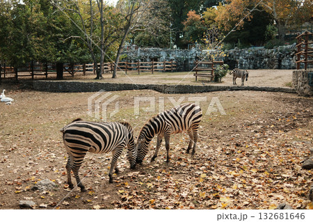 Three zebras standing and feeding among autumn leaves at Belgrade Zoo. Peaceful scene with warm natural tones 132681646