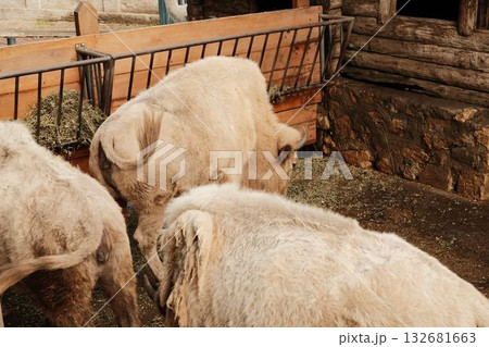 Group of light-colored bisons feeding on hay near a wooden shelter at Belgrade Zoo in autumn. Soft natural lighting 132681663