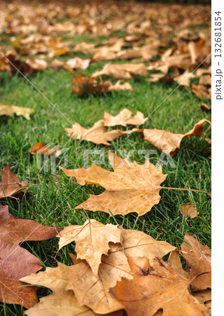 Fallen brown leaves on green grass during autumn Fallen brown leaves on green grass during autumn 132681854