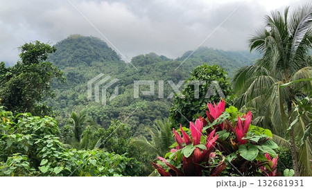 Tropical mountains covered with jungle low clouds of palm trees and tropical plants Tropical mountains covered with jungle low clouds of palm trees and tropical plants 132681931