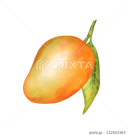Hand-drawn illustration of a ripe mango. 132681963