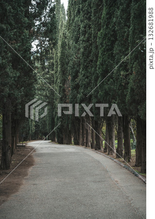 Cypress Alley in a Green Park Cypress Alley in a Green Park 132681988