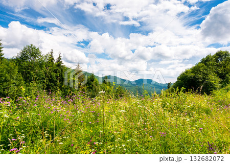 alpine meadow with herbs and wild flowers surrounded by beech forest. carpathian mountains background under blue sky with clouds. warm summertime weather. ecotourism in natural environment concept alpine meadow with herbs and wild flowers surrounded by beech forest. carpathian mountains background under blue sky with clouds. warm summertime weather. ecotourism in natural environment concept 132682072