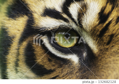 Tiger eye macro shot. Close up feline predator gaze intense. Wildlife conservation biology design print. Natural style close up golden beige photo. 132682128