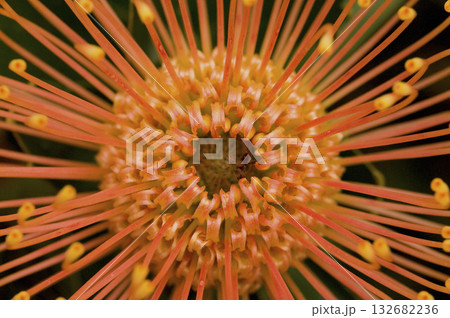 Macro of a protea, South Africa Macro of a protea, South Africa 132682236
