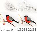 Bullfinch drawing tutorial steps. Red bird painting sketch. Art education illustration design creativity. Light background tutorial step-by-step 132682284