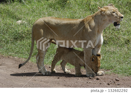 Lioness with baby, Serengeti National Park, Tanzania, Africa 132682292