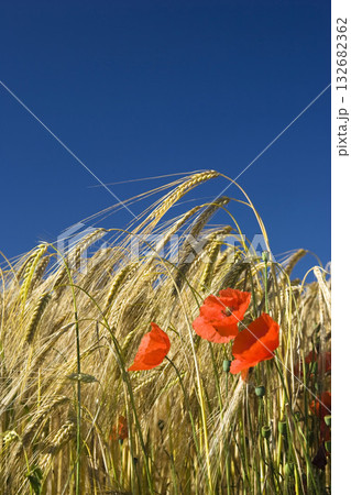 Barley field with poppies, Hordeum distichum 132682362
