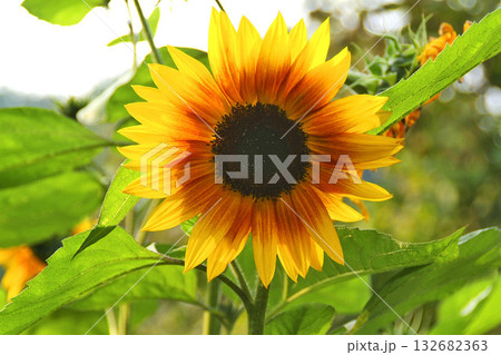 flowering sunflower helianthus annus flowering sunflower helianthus annus 132682363