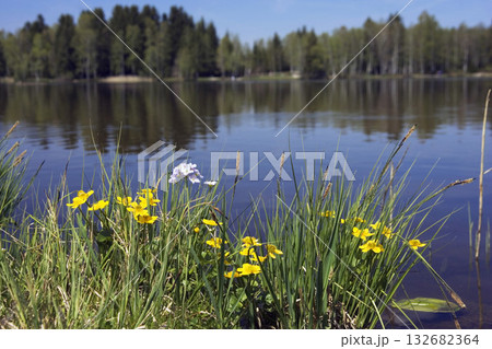 flowers at Lake Baiersoiener See, Upper Bavaria, Germany 132682364