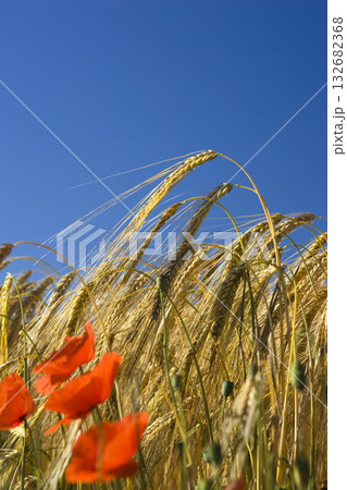 Barley field with poppies, Hordeum distichum Barley field with poppies, Hordeum distichum 132682368