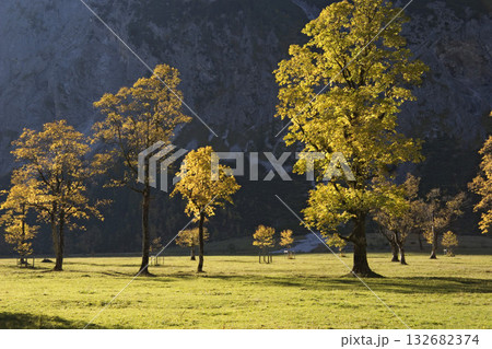 autumncolors in the mountains, Sycamore Maples, Acer pseudoplatanus, Alps, Austria, Europe autumncolors in the mountains, Sycamore Maples, Acer pseudoplatanus, Alps, Austria, Europe 132682374