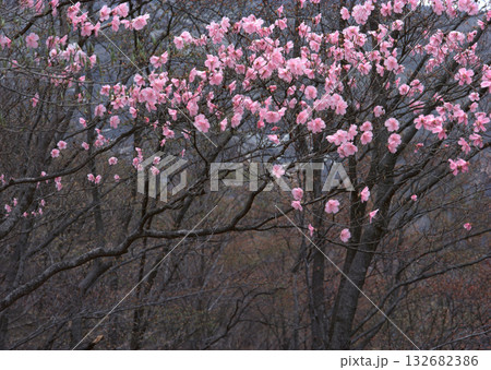 Material Dictionary Vol.94 Landscape of the Four Seasons and Peace. High quality photo Material Dictionary Vol.94 Landscape of the Four Seasons and Peace. High quality photo 132682386