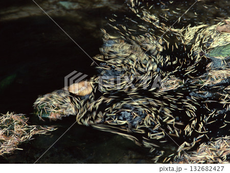 Material Dictionary Vol.94 Landscape of the Four Seasons and Peace. High quality photo 132682427